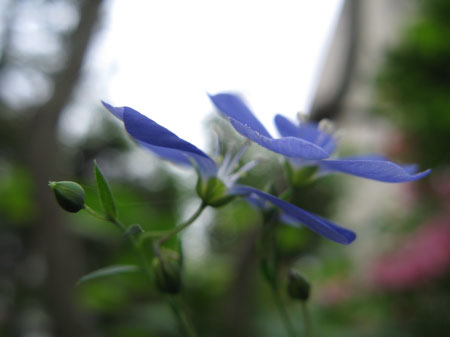 f:id:elmikamino:20090717130112j:image