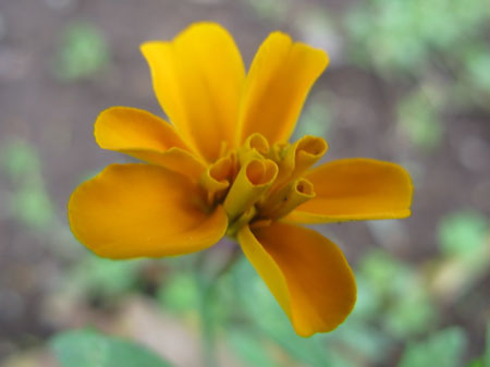 f:id:elmikamino:20090717130113j:image