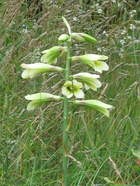 f:id:elmikamino:20090721110014j:image f:id:elmikamino:20090721110014j:image