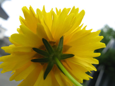 f:id:elmikamino:20090721110015j:image f:id:elmikamino:20090721110015j:image