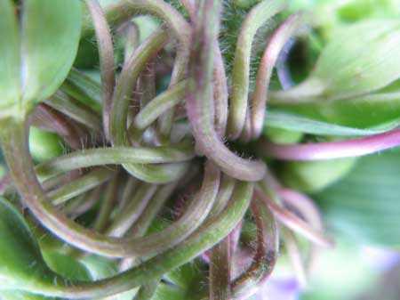 f:id:elmikamino:20090721110016j:image f:id:elmikamino:20090721110016j:image