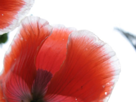 f:id:elmikamino:20090721110018j:image f:id:elmikamino:20090721110018j:image