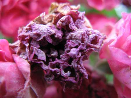 f:id:elmikamino:20090721110022j:image f:id:elmikamino:20090721110022j:image