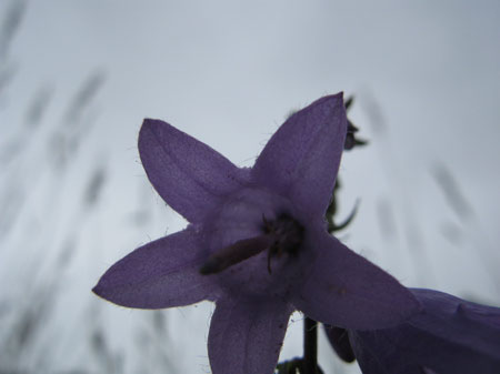 f:id:elmikamino:20090721110025j:image f:id:elmikamino:20090721110025j:image