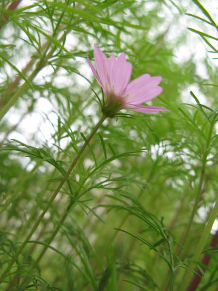 f:id:elmikamino:20090721110026j:image f:id:elmikamino:20090721110026j:image