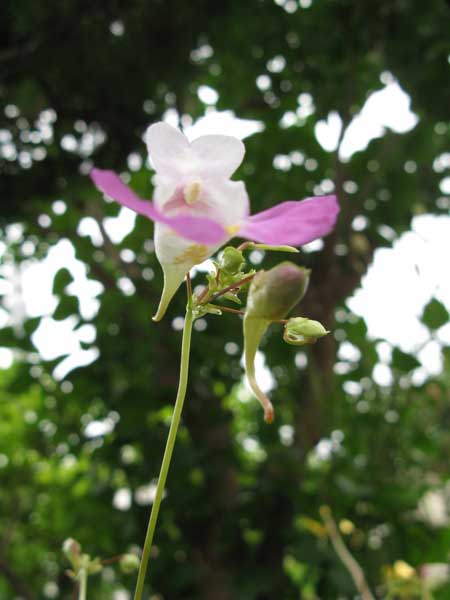 f:id:elmikamino:20090721110027j:image f:id:elmikamino:20090721110027j:image