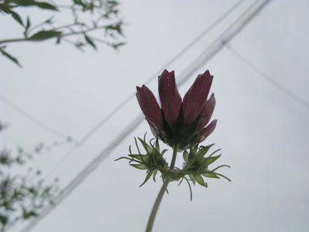 f:id:elmikamino:20090721110029j:image f:id:elmikamino:20090721110029j:image