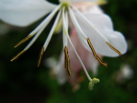 f:id:elmikamino:20090726105700j:image