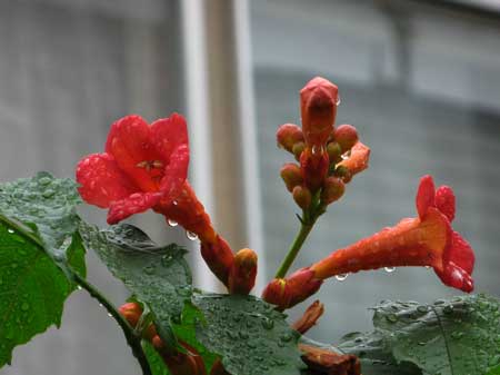 f:id:elmikamino:20090726105704j:image