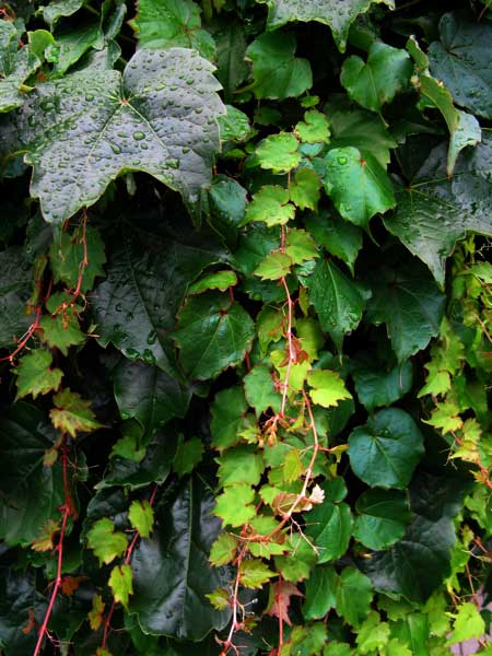 f:id:elmikamino:20090726105705j:image