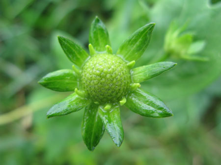 f:id:elmikamino:20090726105706j:image