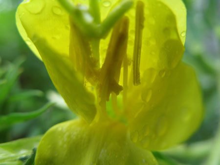 f:id:elmikamino:20090726105707j:image