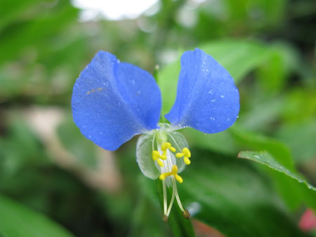 f:id:elmikamino:20090726105708j:image