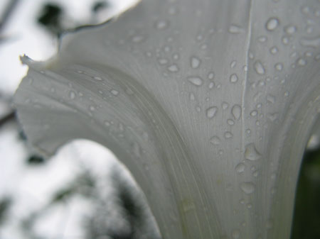 f:id:elmikamino:20090726105709j:image