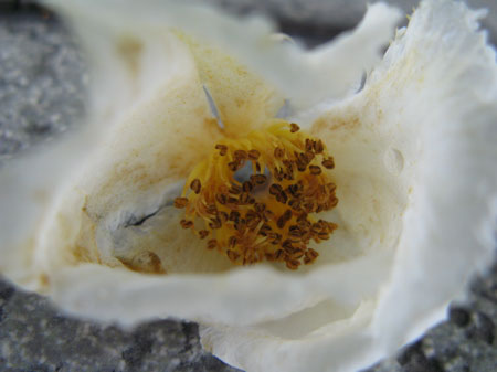 f:id:elmikamino:20090726105710j:image