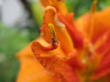 f:id:elmikamino:20090726105711j:image