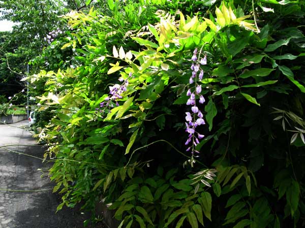 f:id:elmikamino:20090726183053j:image f:id:elmikamino:20090726183053j:image