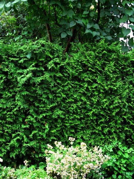 f:id:elmikamino:20090726183054j:image f:id:elmikamino:20090726183054j:image