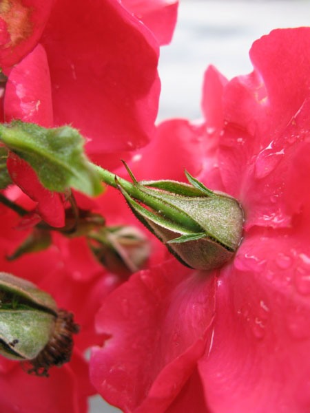 f:id:elmikamino:20090726192052j:image