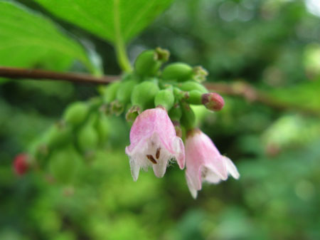 f:id:elmikamino:20090727122109j:image