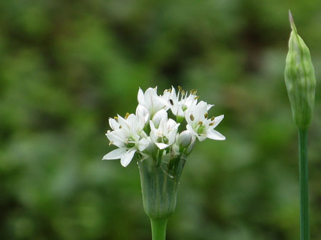 f:id:elmikamino:20090727122110j:image