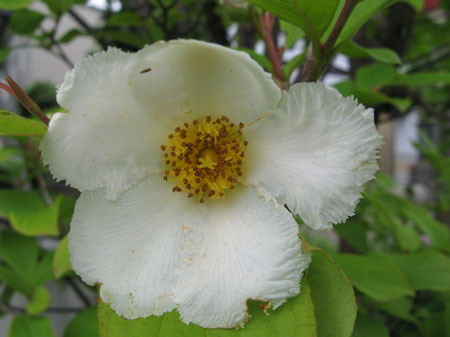 f:id:elmikamino:20090727122113j:image