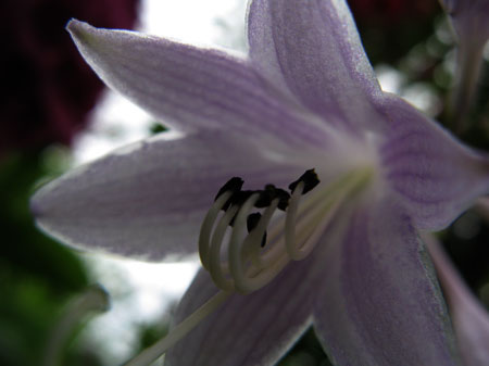 f:id:elmikamino:20090727122116j:image