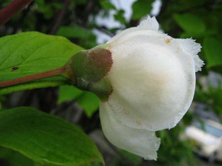 f:id:elmikamino:20090727175646j:image