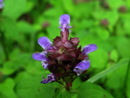 f:id:elmikamino:20090729133046j:image