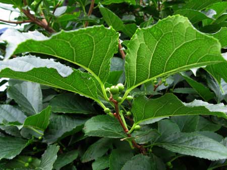 f:id:elmikamino:20090729133047j:image