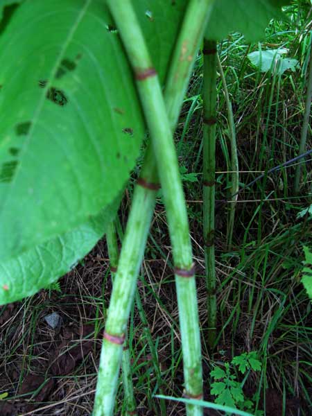 f:id:elmikamino:20090729133048j:image