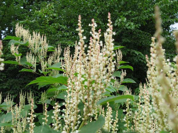 f:id:elmikamino:20090729133049j:image