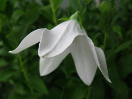 f:id:elmikamino:20090729133051j:image