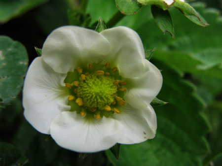 f:id:elmikamino:20090729133052j:image