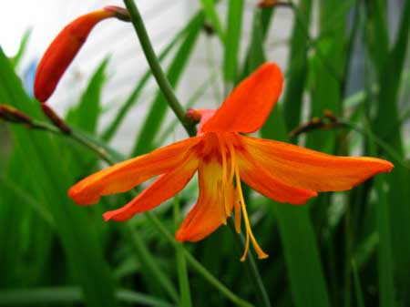 f:id:elmikamino:20090729133053j:image