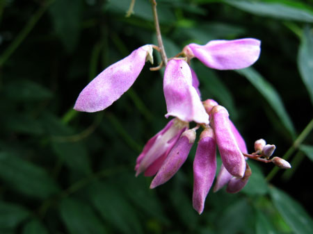 f:id:elmikamino:20090729133055j:image