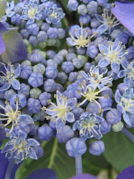 f:id:elmikamino:20090729133056j:image