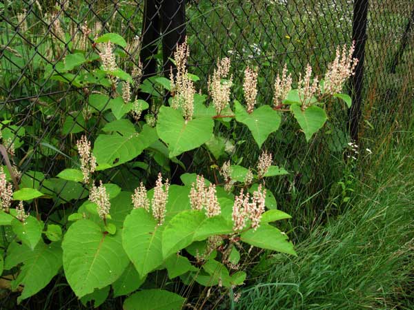 f:id:elmikamino:20090729145218j:image