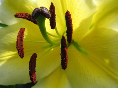 f:id:elmikamino:20090804120646j:image