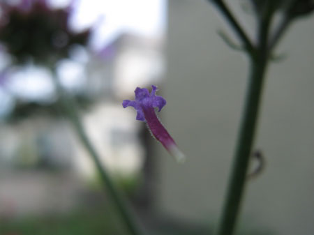 f:id:elmikamino:20090804120647j:image