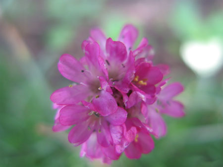 f:id:elmikamino:20090804120650j:image