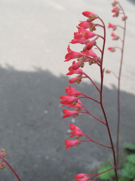 f:id:elmikamino:20090804120652j:image