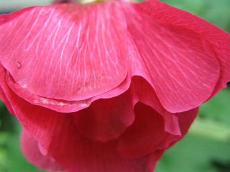 f:id:elmikamino:20090804120653j:image