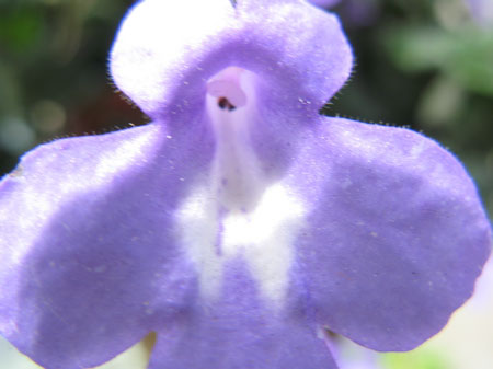 f:id:elmikamino:20090804120654j:image