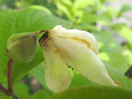 f:id:elmikamino:20090804120656j:image