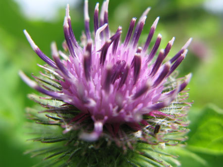 f:id:elmikamino:20090804120701j:image