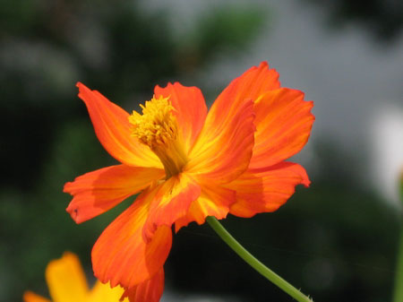 f:id:elmikamino:20090804120702j:image