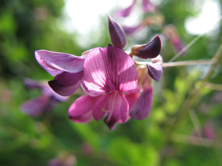 f:id:elmikamino:20090804120706j:image