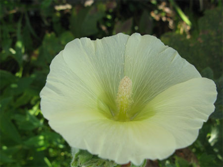 f:id:elmikamino:20090805130214j:image