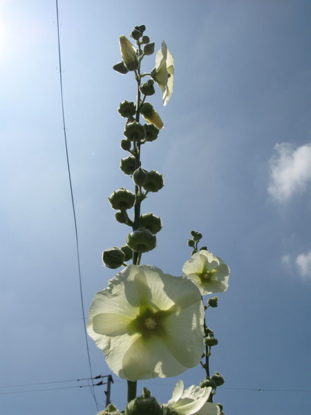 f:id:elmikamino:20090805130215j:image